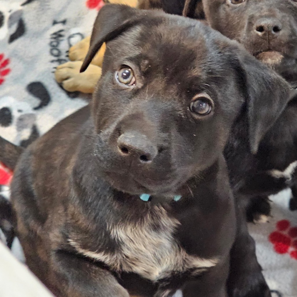Otto, an adoptable Mixed Breed in Bismarck, ND, 58507 | Photo Image 5