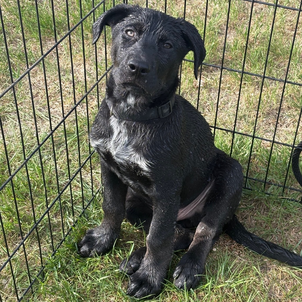 Otto, an adoptable Mixed Breed in Bismarck, ND, 58507 | Photo Image 6