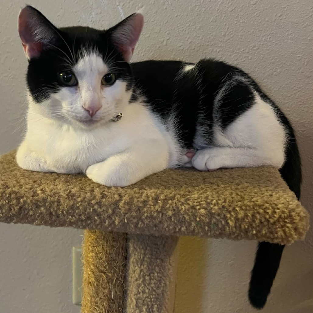 Avocado, an adoptable Domestic Short Hair in Bismarck, ND, 58507 | Photo Image 1
