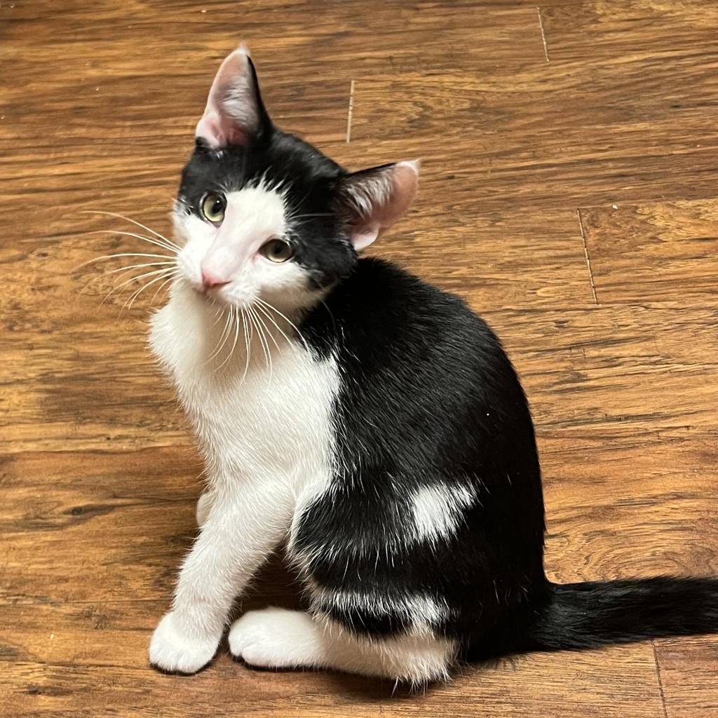 Avocado, an adoptable Domestic Short Hair in Bismarck, ND, 58507 | Photo Image 2