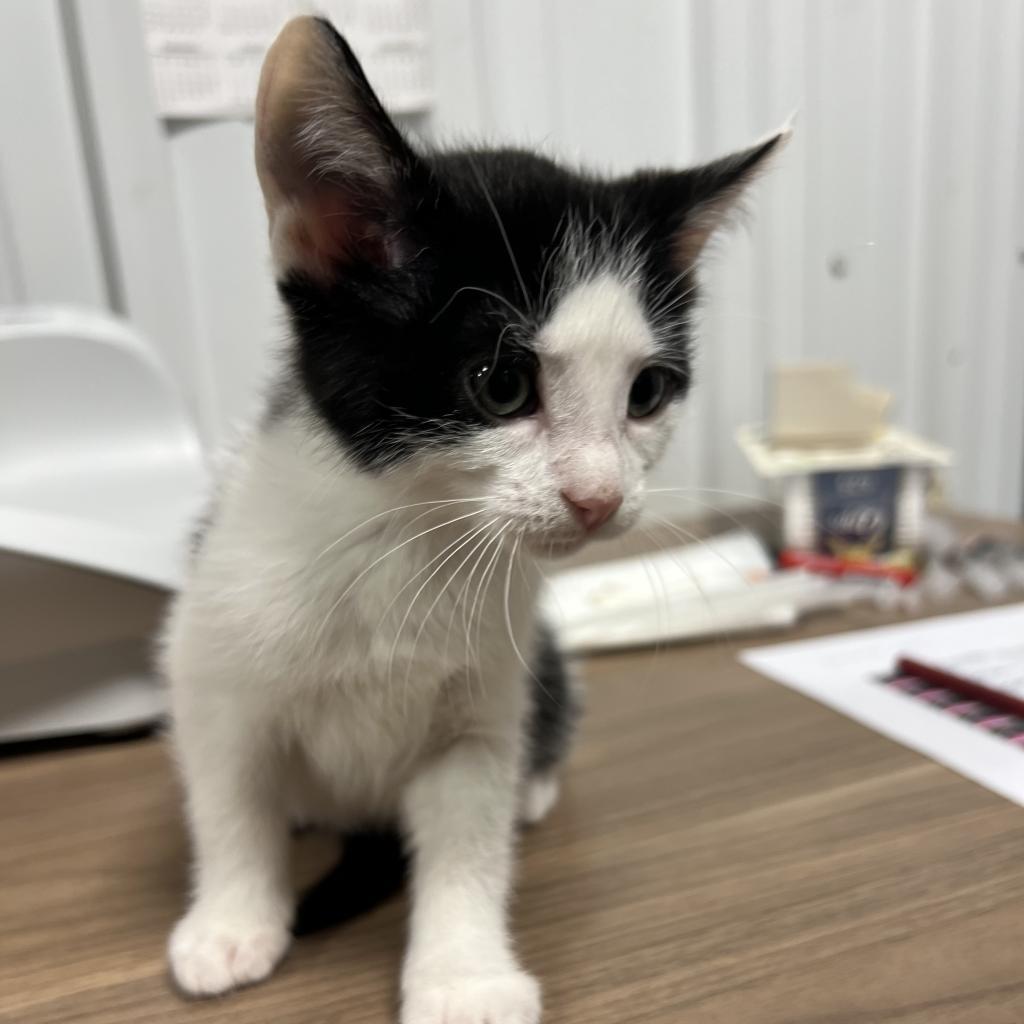 Avocado, an adoptable Domestic Short Hair in Bismarck, ND, 58507 | Photo Image 3