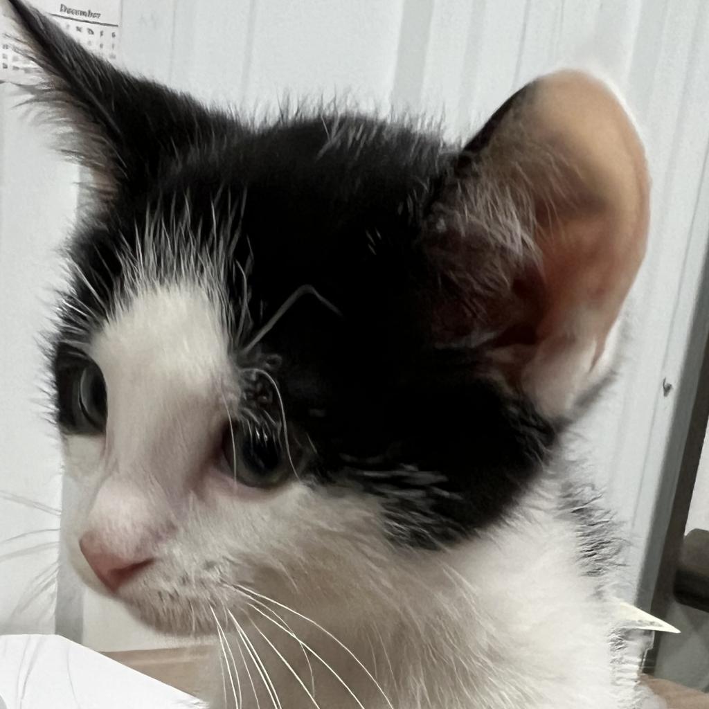 Avocado, an adoptable Domestic Short Hair in Bismarck, ND, 58507 | Photo Image 4