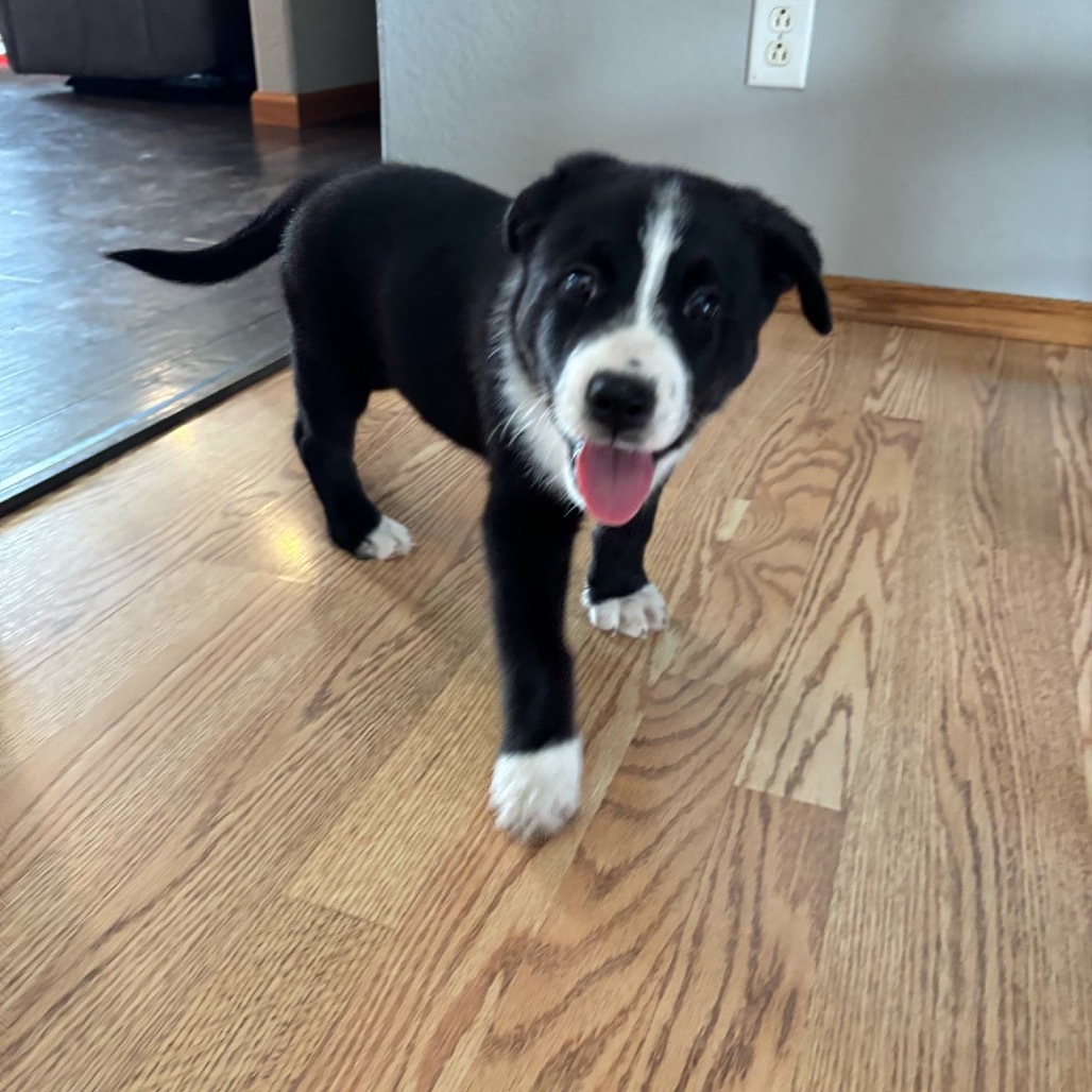 Oscar, an adoptable Mixed Breed in Bismarck, ND, 58507 | Photo Image 1