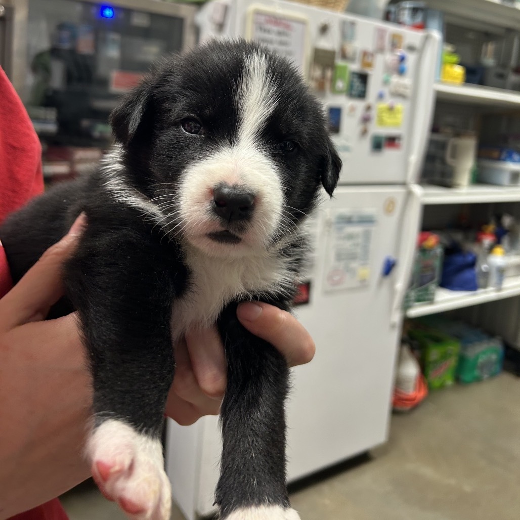 Oscar, an adoptable Mixed Breed in Bismarck, ND, 58507 | Photo Image 2