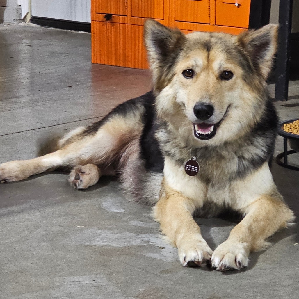 Scotta, an adoptable Mixed Breed in Bismarck, ND, 58507 | Photo Image 1