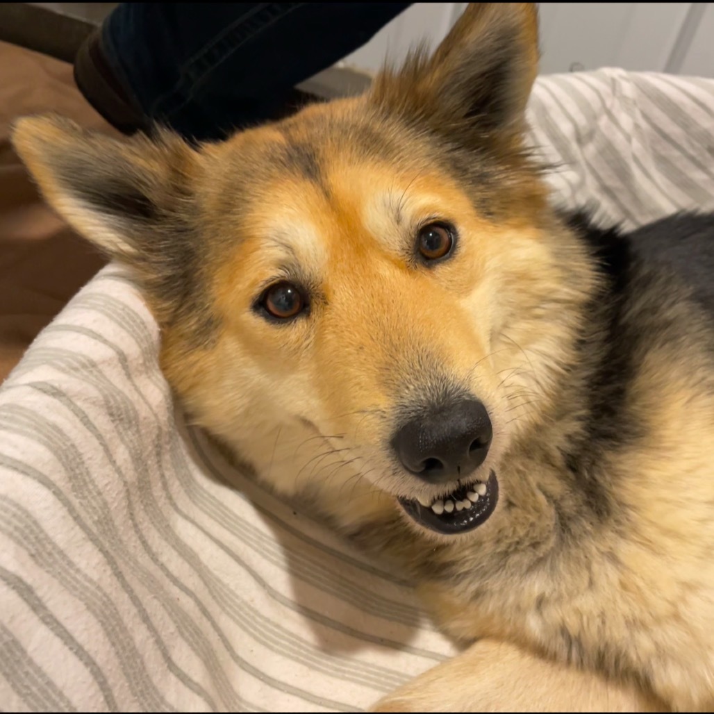 Scotta, an adoptable Mixed Breed in Bismarck, ND, 58507 | Photo Image 2