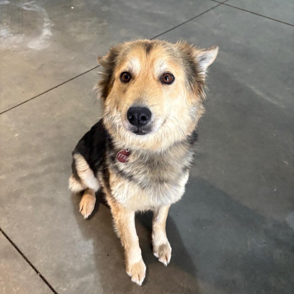 Scotta, an adoptable Mixed Breed in Bismarck, ND, 58507 | Photo Image 3