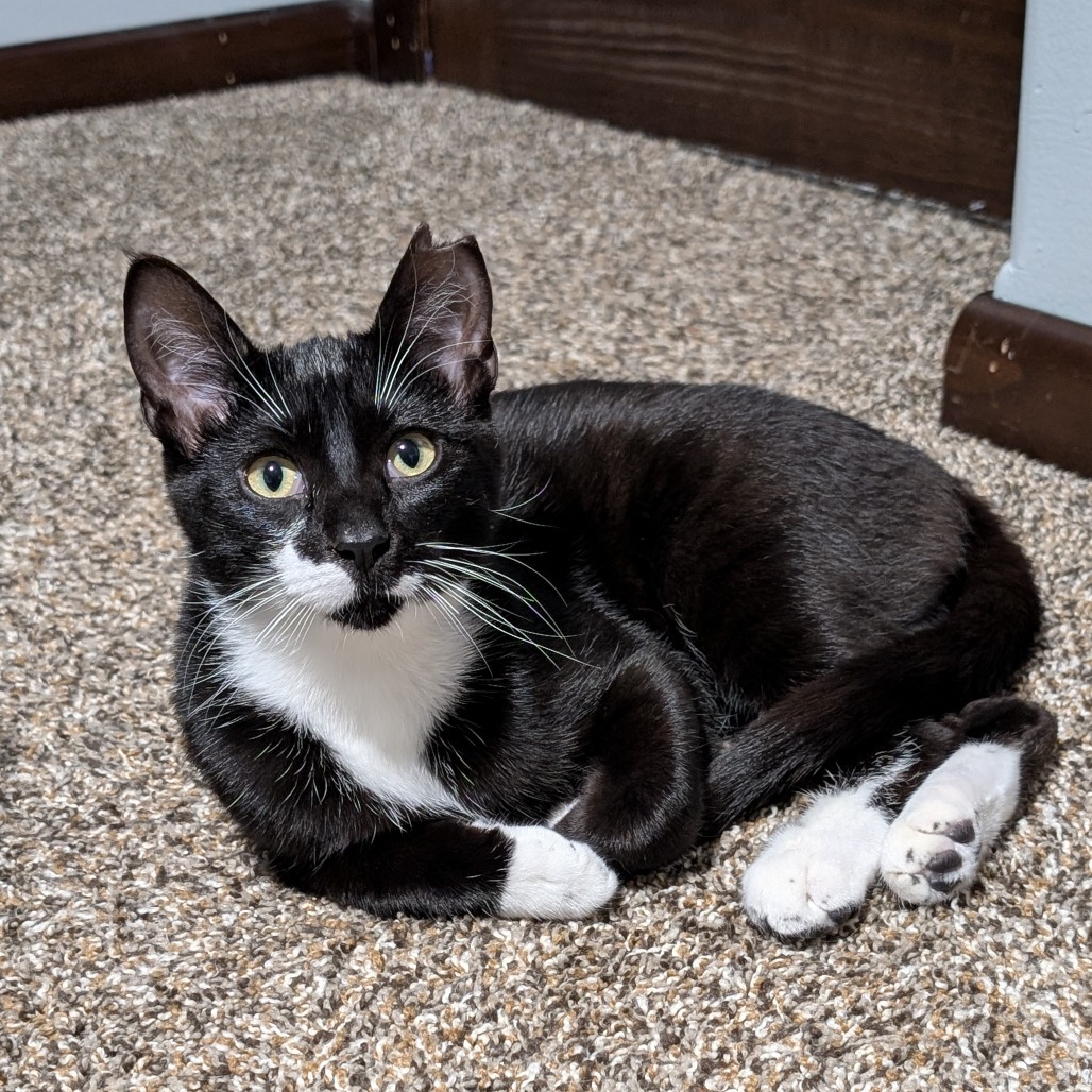 Ollie--In Foster