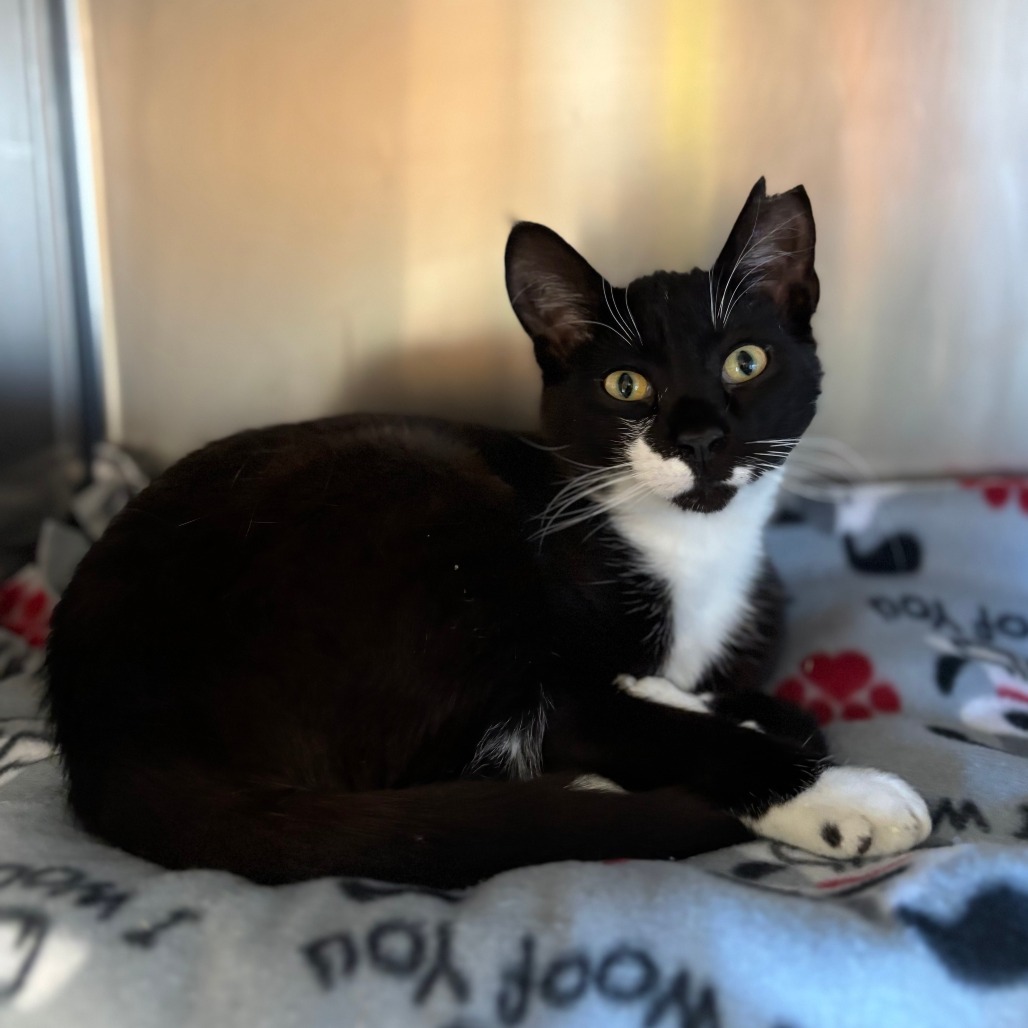 Ollie--In Foster***ADOPTION PENDING***, an adoptable Domestic Short Hair in Fargo, ND, 58102 | Photo Image 2