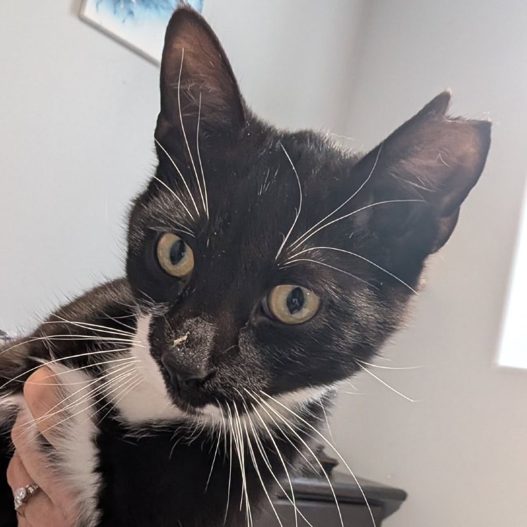 Ollie--In Foster