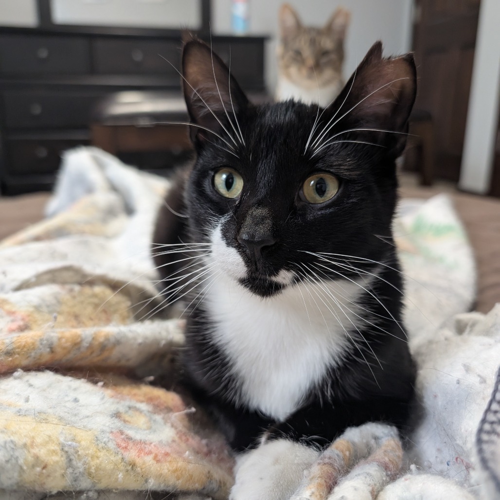 Ollie--In Foster