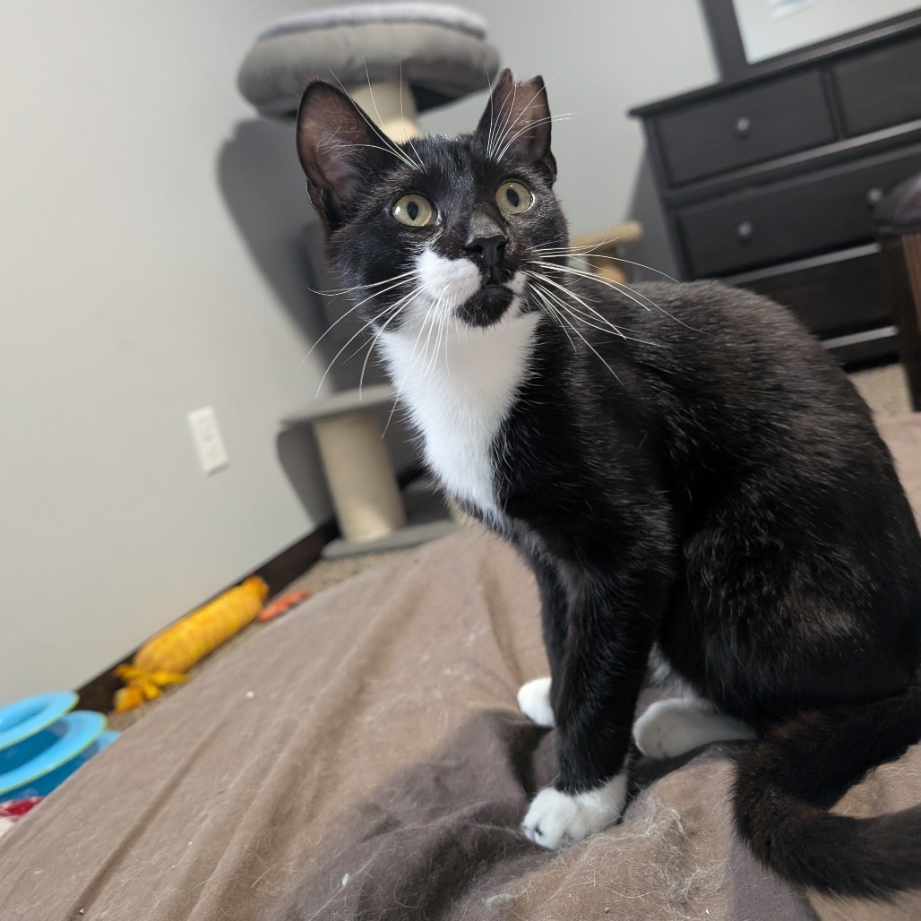 Ollie--In Foster