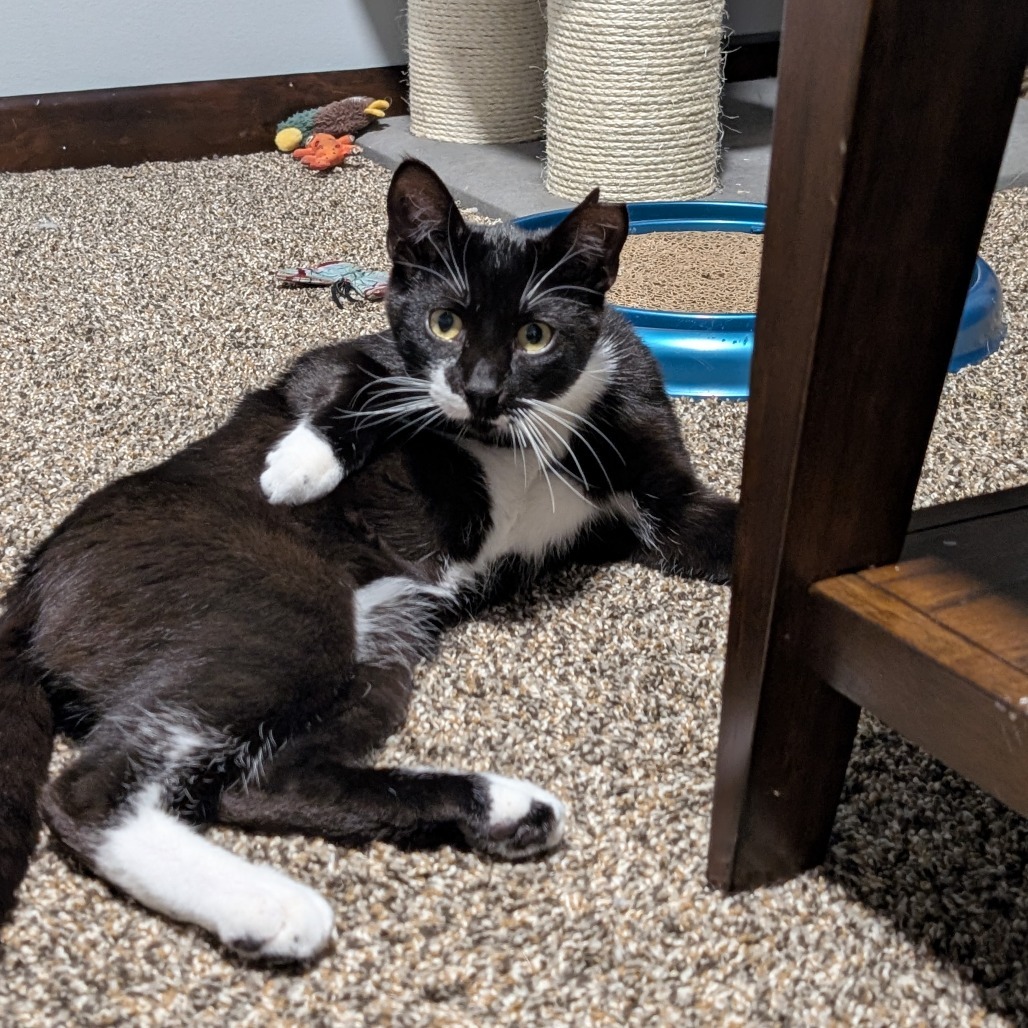 Ollie--In Foster
