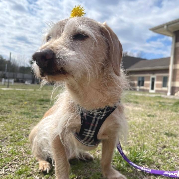 Danny (In Foster)