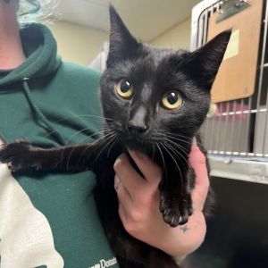 Charlotte, Young Female Domestic Short Hair