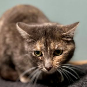 Elsie, Young Female unknown
