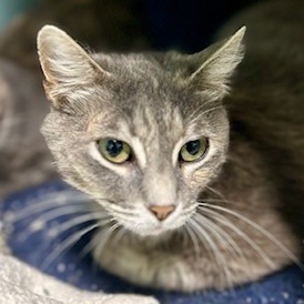 Ms.Kitty, Adult Female unknown