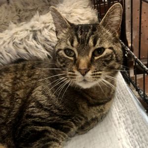 Randy showed up outside a cat owners home desperately asking to come inside The homeowners fed Rand