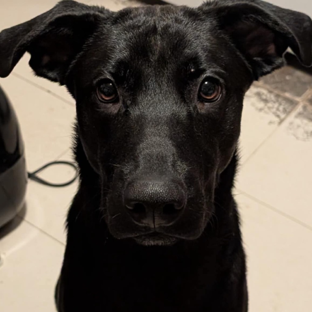 Scout