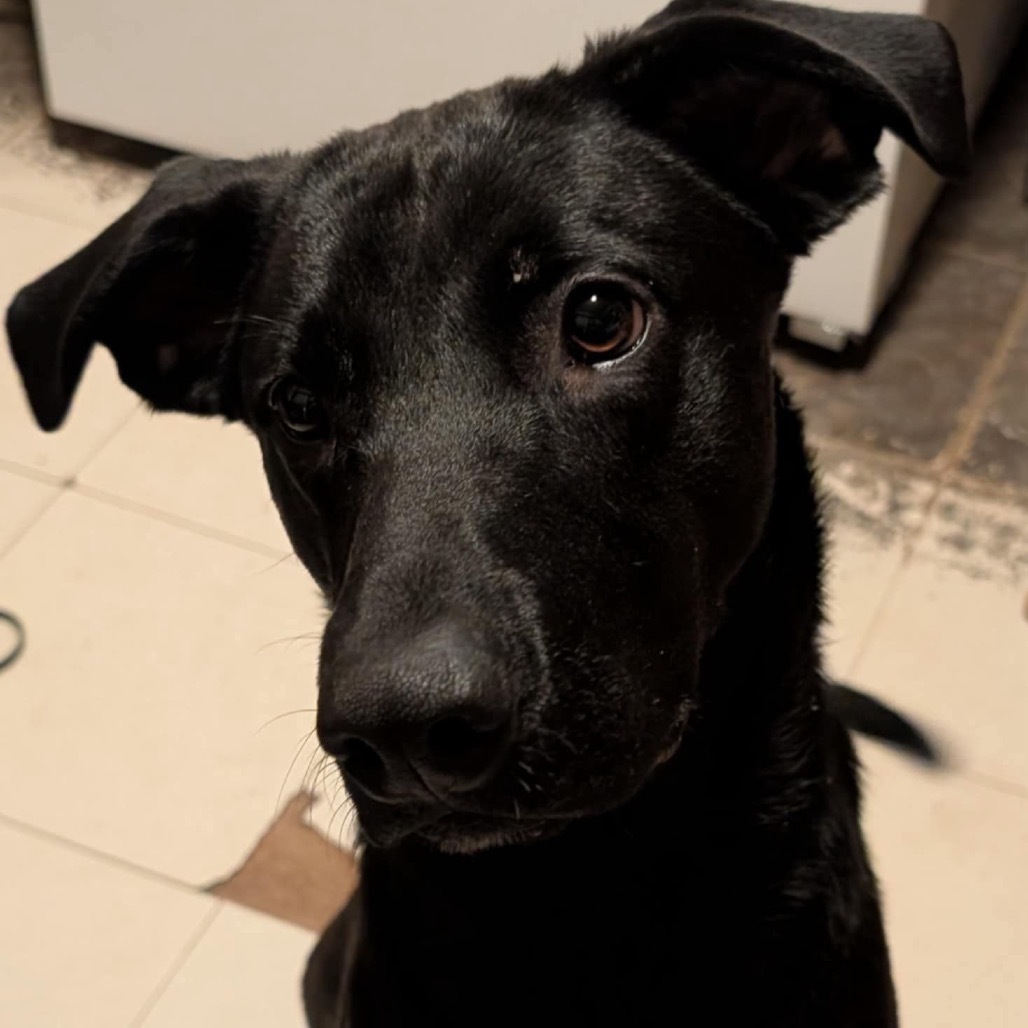 Scout
