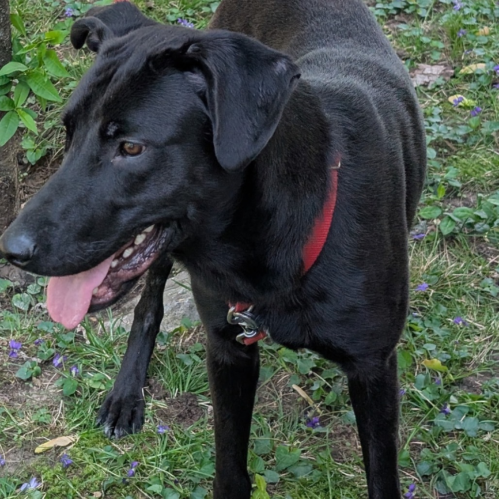 Scout
