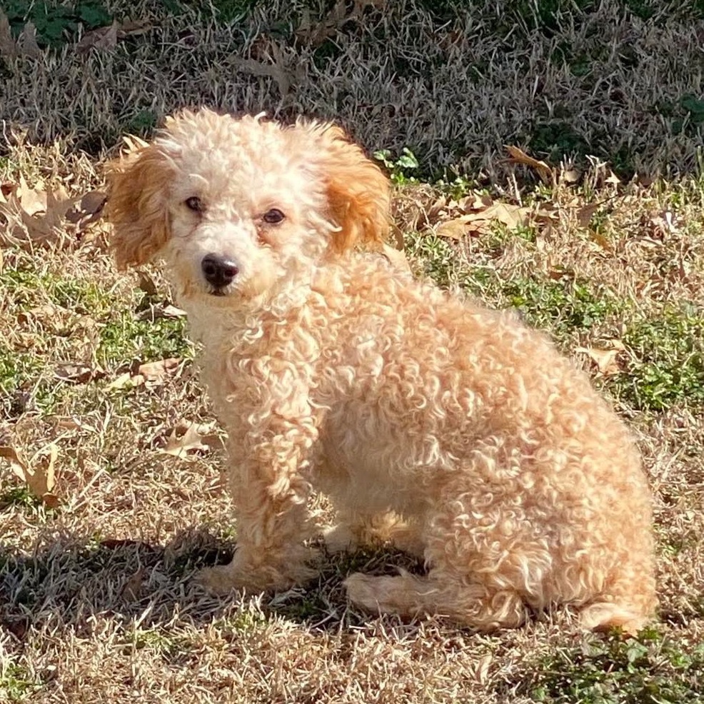 Hazel