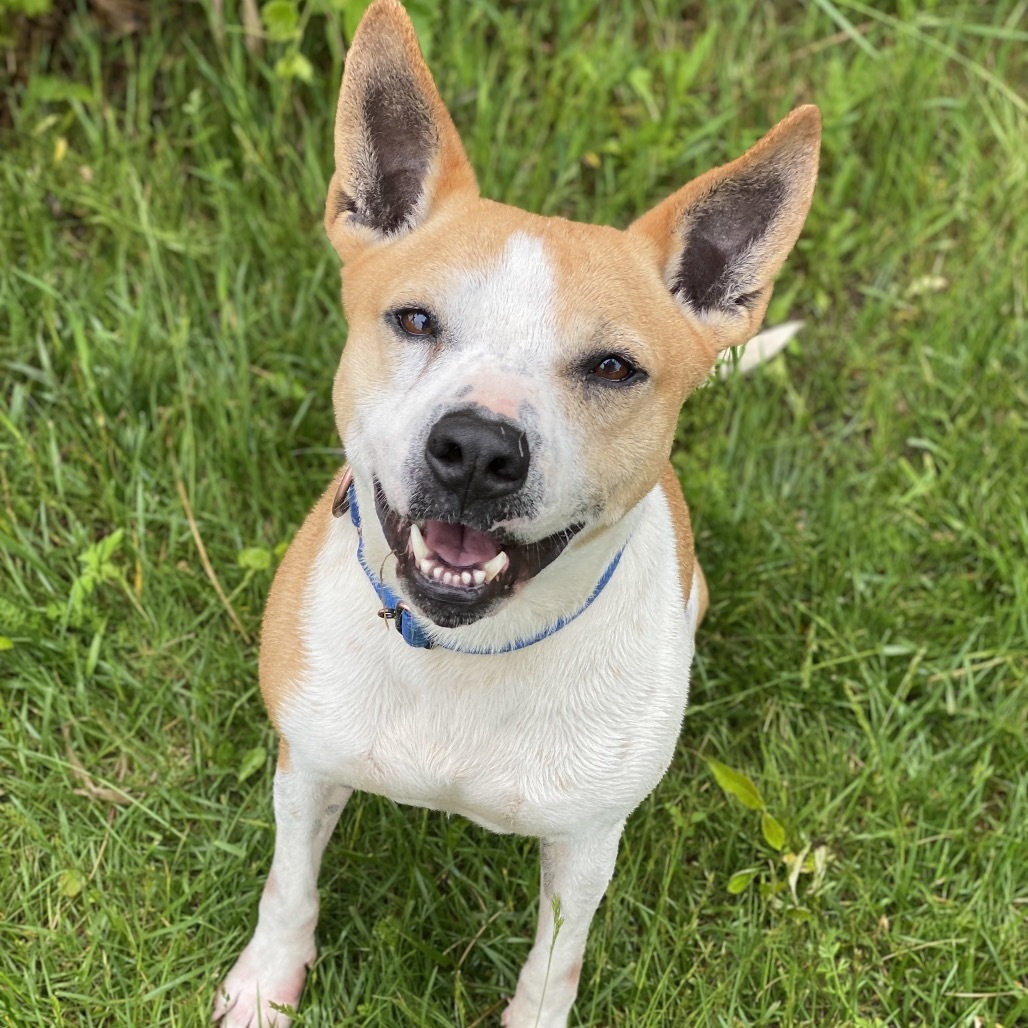 Dory, an adoptable Basenji, Terrier in Decorah, IA, 52101 | Photo Image 1