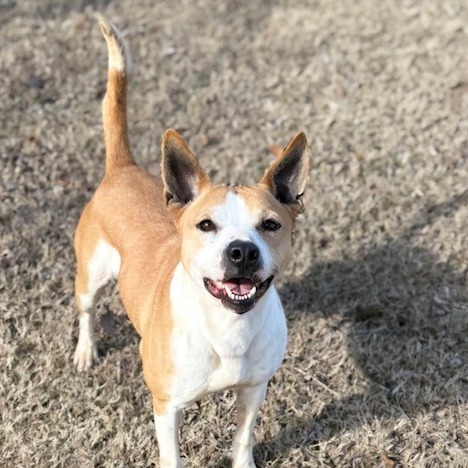 Dory, an adoptable Basenji, Terrier in Decorah, IA, 52101 | Photo Image 2