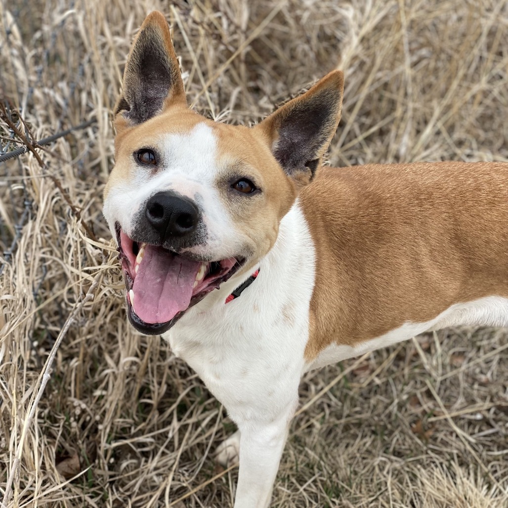 Dory, an adoptable Basenji, Terrier in Decorah, IA, 52101 | Photo Image 3