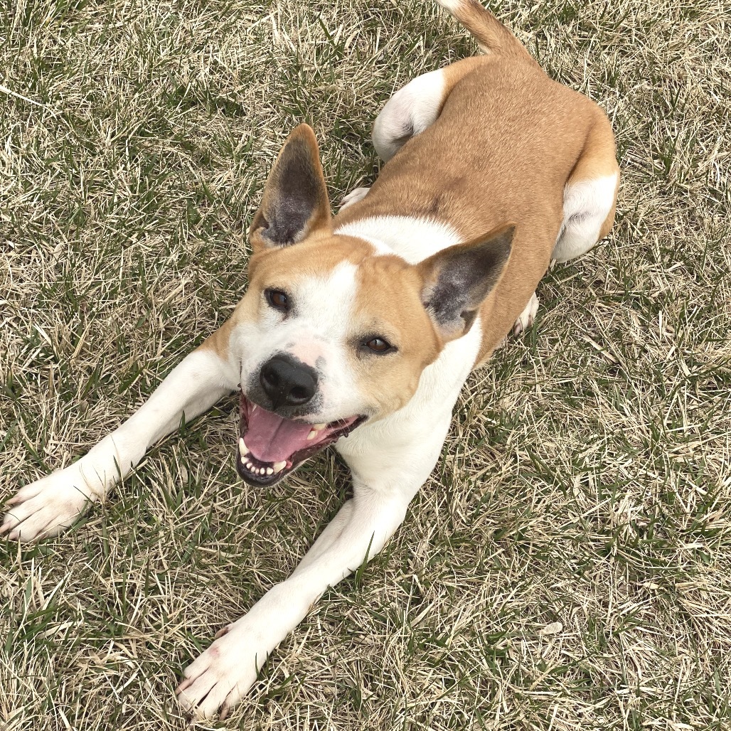 Dory, an adoptable Basenji, Terrier in Decorah, IA, 52101 | Photo Image 4