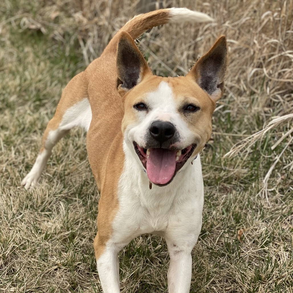 Dory, an adoptable Basenji, Terrier in Decorah, IA, 52101 | Photo Image 5