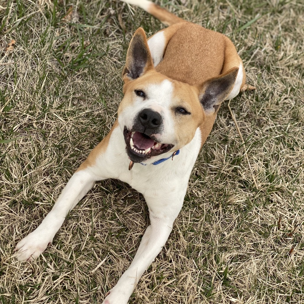 Dory, an adoptable Basenji, Terrier in Decorah, IA, 52101 | Photo Image 6