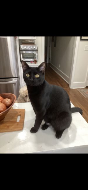 Bentley, Young Male Domestic Short Hair