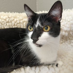 Blossom, Young Female Domestic Short Hair