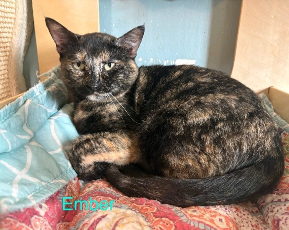 Ember