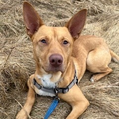 Dingo