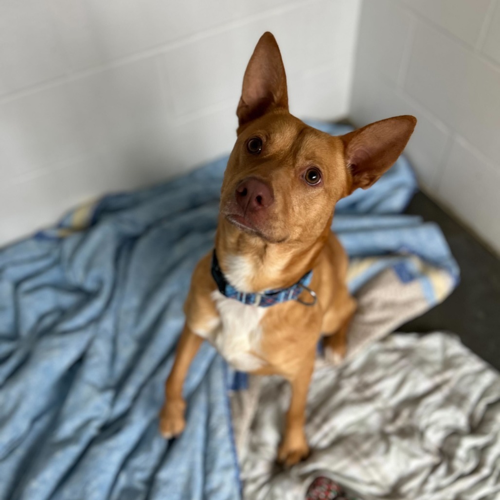 Dingo