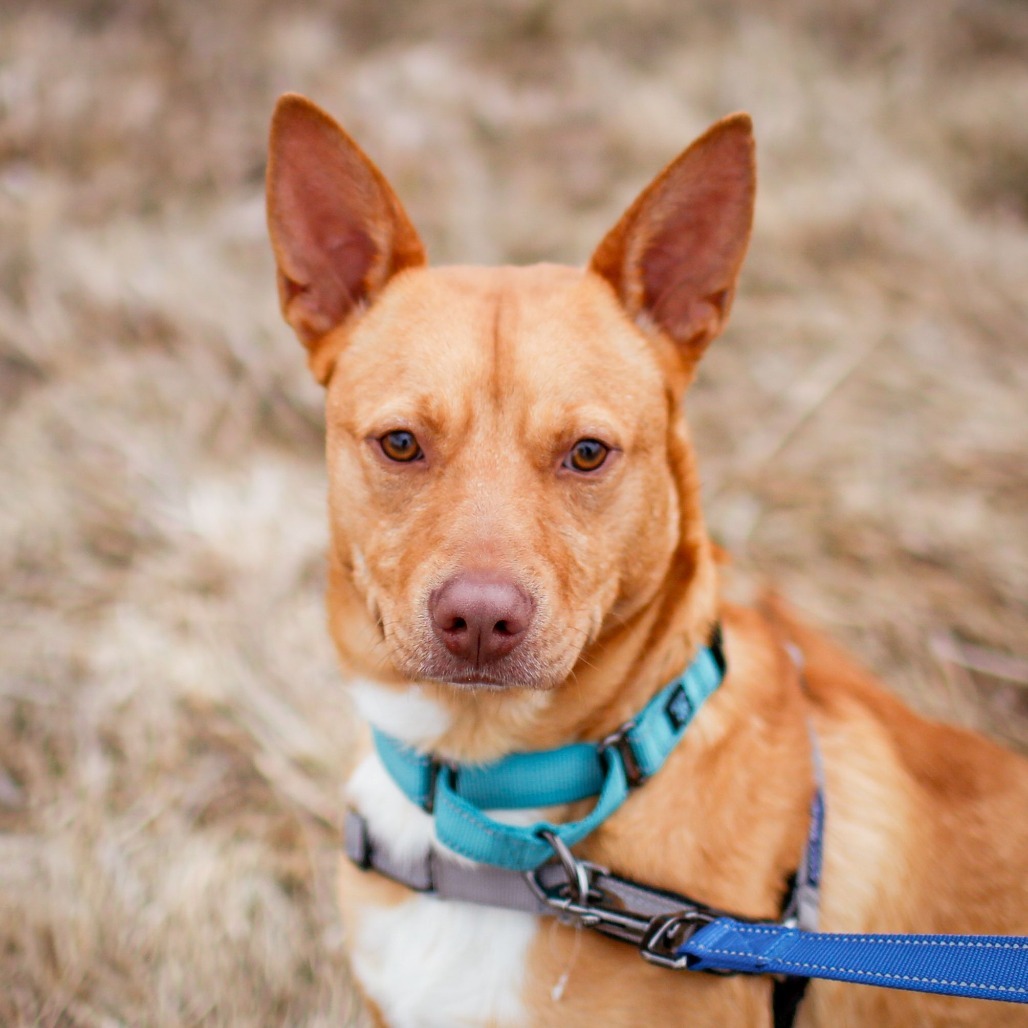 Dingo