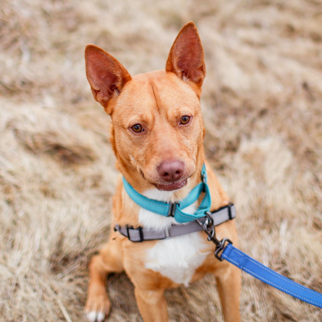 Dingo