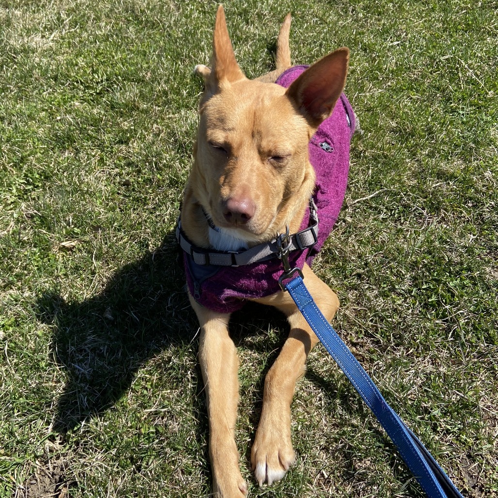 Dingo