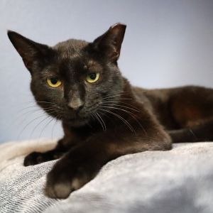 Hazel, Adult Female Domestic Short Hair