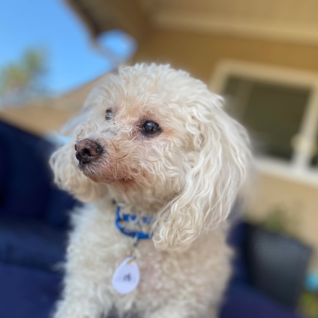 Oliver Joe