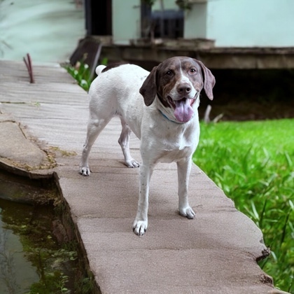 Cocoa