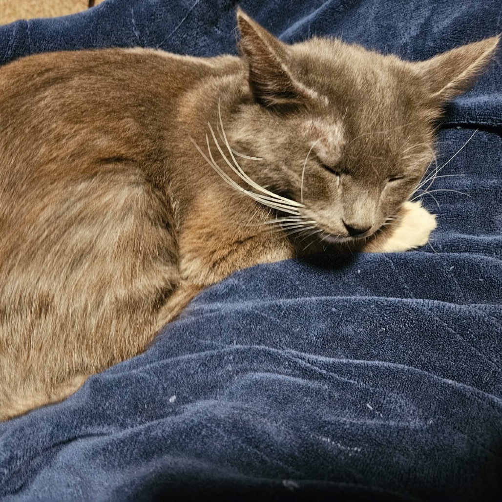 Flo, an adoptable Domestic Short Hair in Talent, OR, 97540 | Photo Image 1