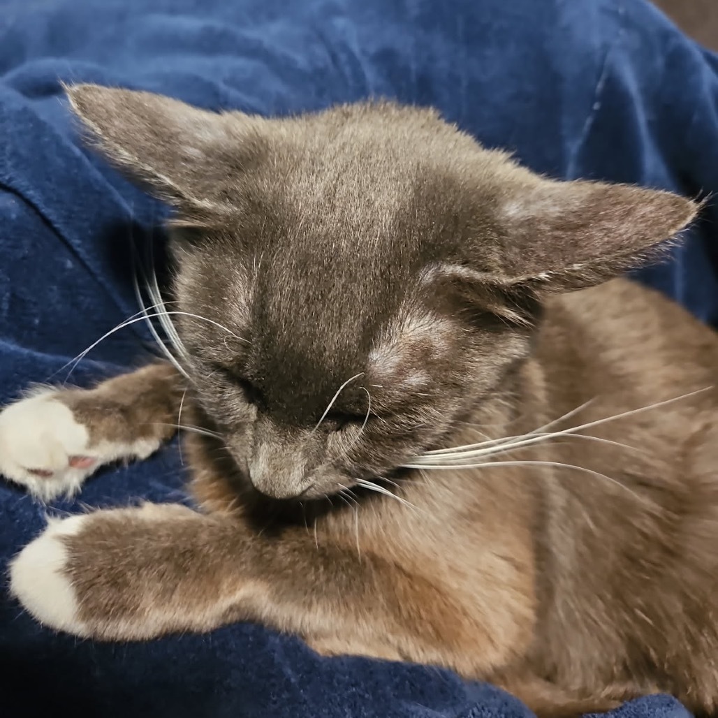 Flo, an adoptable Domestic Short Hair in Talent, OR, 97540 | Photo Image 2