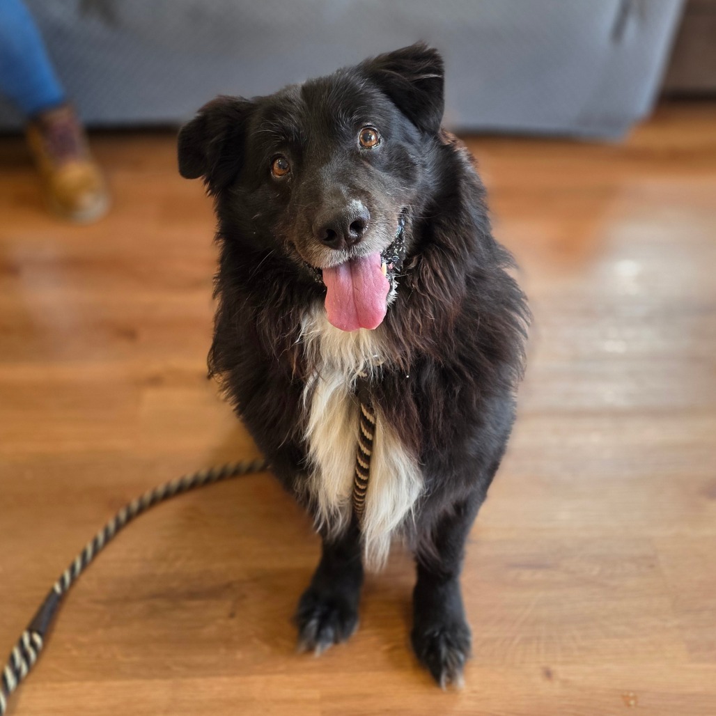 Jackson, an adoptable Samoyed, Labrador Retriever in Easton, PA, 18042 | Photo Image 3