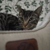 Nutmeg photo 1