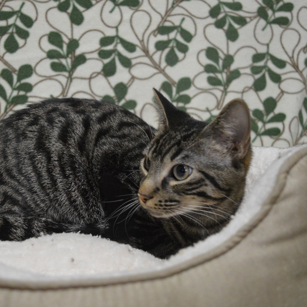 Nutmeg