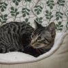 Nutmeg photo 2