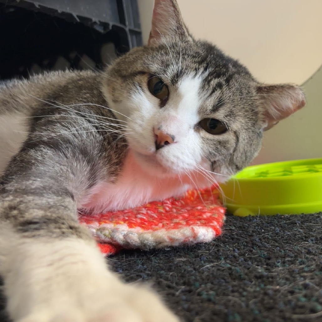 Snee-Zee, an adoptable Domestic Short Hair in Norfolk, NE, 68701 | Photo Image 1